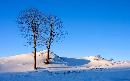 تصویر از طبیعت برفی و آسمان آبی با دو درخت بدون برگ و بار 