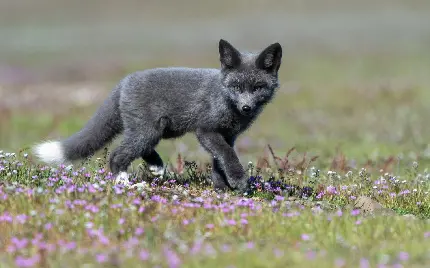 تصویر زمینه بچه روباه کوچولو در دشت پر گل با کیفیت خوب