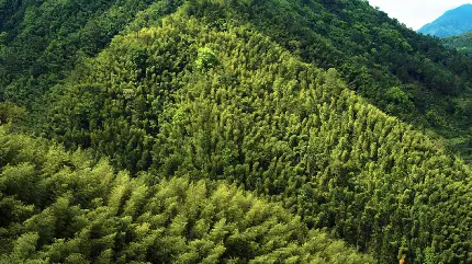 عکس سرسبز جنگل پر تراکم بامبو در کوهستان کشور چین 