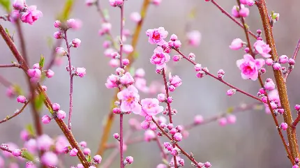 تصاویر دیدنی شکوفه های هلو زیبا و قشنگ با کیفیت بالا