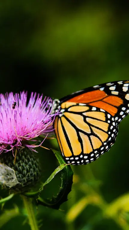 والپیپر پروانه مشکی طلایی با رنگ و ظاهر آشنا و چشمگیر