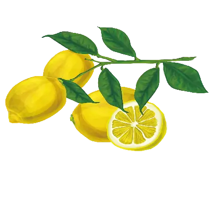 عکس منحصر به فرد و دیدنی از لیمو ترش با رنگ زیبا