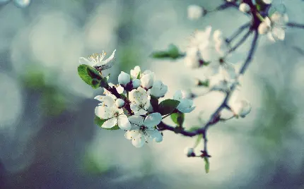 عکس های با کیفیت و دیدنی شکوفه سیب در فصل بهار با کیفیت بالا