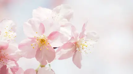 عکس منحصر به فرد جذاب از شکوفه های سفید با کیفیت خیلی خوب 