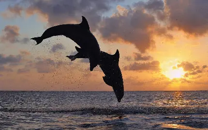 عکس پروفایل دخترانه و عاشقانه دلفین ها در آب های آزاد دریا
