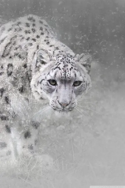 عکس استوک پلنگ Leopard در فصل زمستان با کیفیت بالا