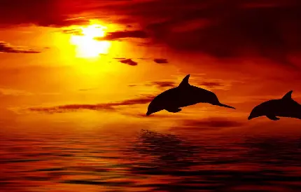 تصویر سیلوئت دلفین و غروب قرمز دریا برای زمینه دسکتاپ