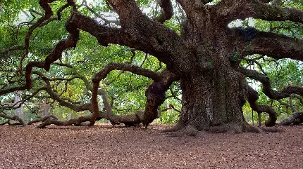 دانلود تصویر بسیار جالب از درخت پیر صد ساله با کیفیت عالی 