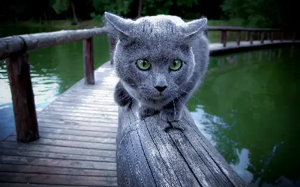 والپیپر شگفت انگیز و دیدنی از گربه زیبا طوسی رنگ 