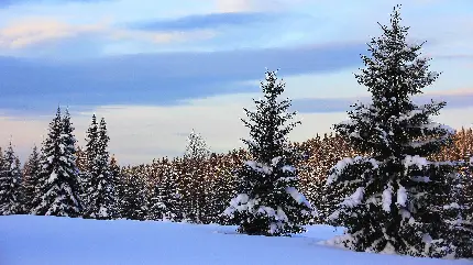 دانلود کاتالوگ خام طبیعت زمستان مناسب جای‌گذاری انواع متن و تایپوگرافی