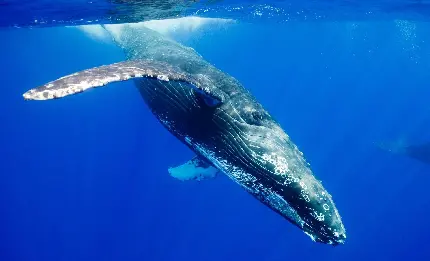 بک گراند فوق العاده قشنگ از نهنگ بزرگ در دریا