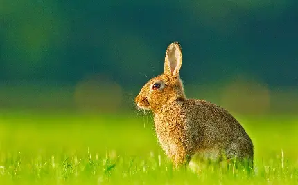 زیباترین عکس خرگوش چشم قرمز در دشت سرسبز مناسب تبلت