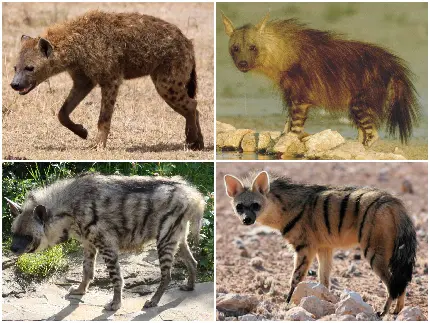 به روز ترین عکس گونه های متفاوت و متنوع کفتارهای وحشی 