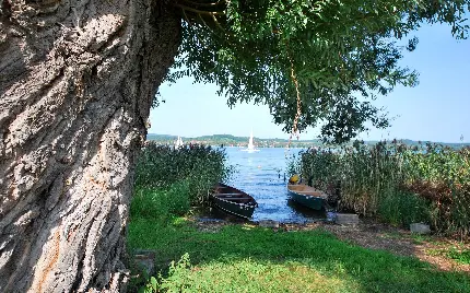 عکس درخت تنومند لب دریاچه ای با قایق های بی سرنشین مخصوص بکگراند لپ تاپ