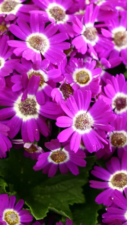 والپیپر گل بنفش Cineraria برای علاقه مندان به گیاهان بهاری