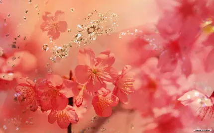  عکس فوق العاده قشنگ و دیدنی از شکوفه هلو با کیفیت عالی 