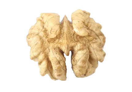دانلود png عکس از مغز گردوی تازه به صورت دوربریده شده
