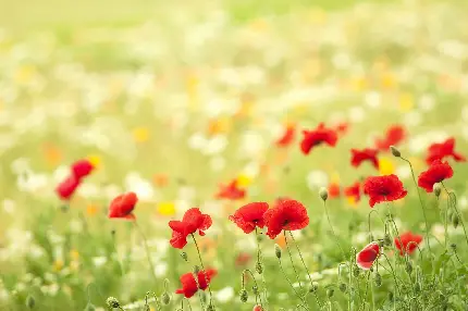 بک گراند گل های شقایق قرمز و عاشقانه در صحرای تابستانی با کیفیت بالا full hd