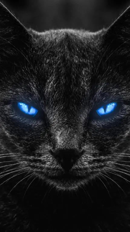 دانلود عکس گربه سیاه برای پروفایل HD با کیفیت بالا