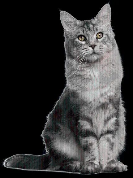 عکس پی ان جی PNG گربه پشمالو نژاد امریکن شورت هیر