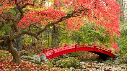 دانلود عکس درخت افرا قرمز و پل قرمز در وسط جنگل سرسبز