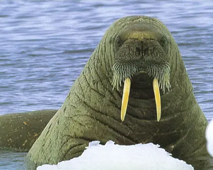 عکس روز جهانی گراز دریایی برای پست و استوری در شبکه های مجازی