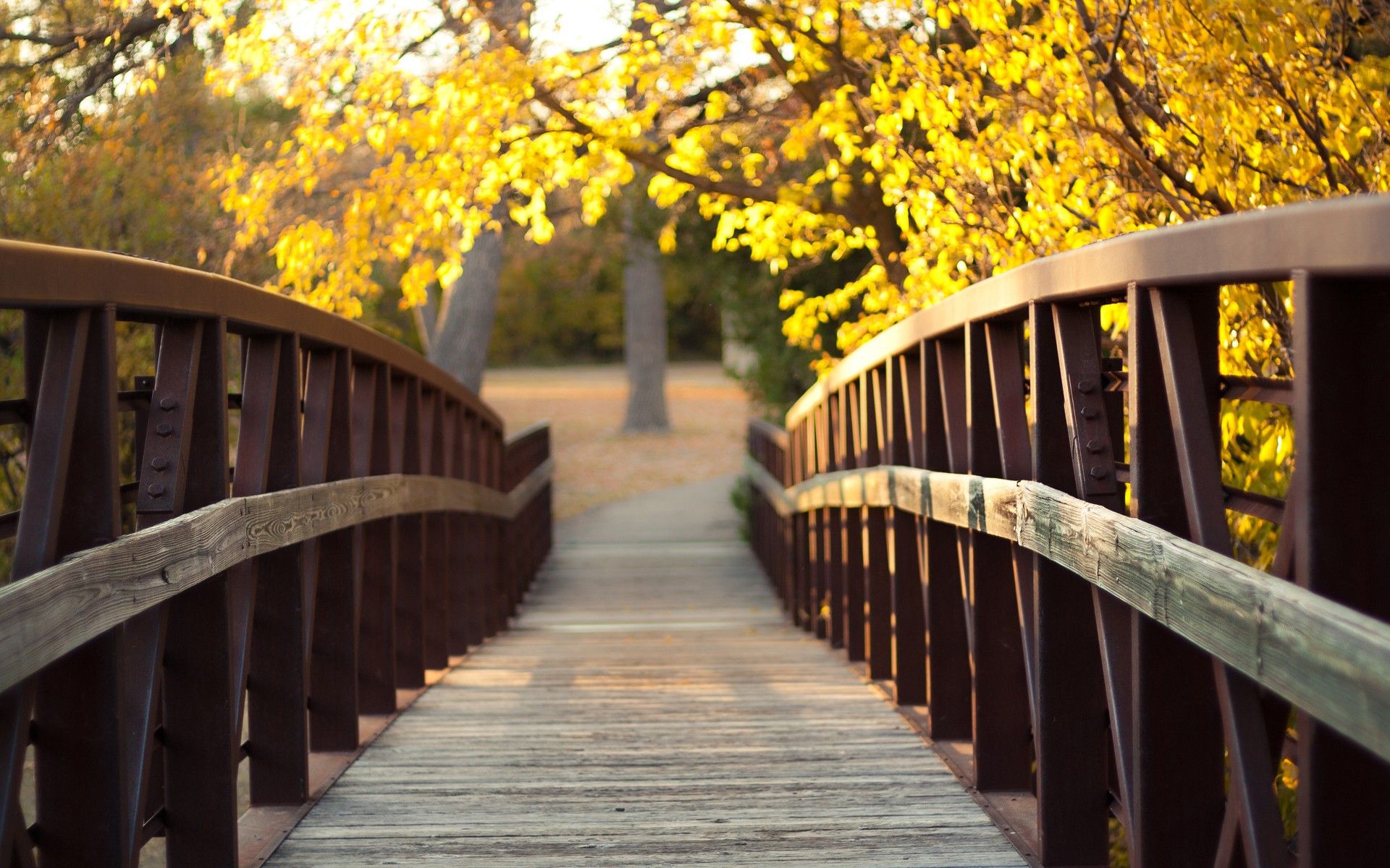 پرتره ای دیدنی از درخت های زرد رنگ کنار پل چوبی زیبا