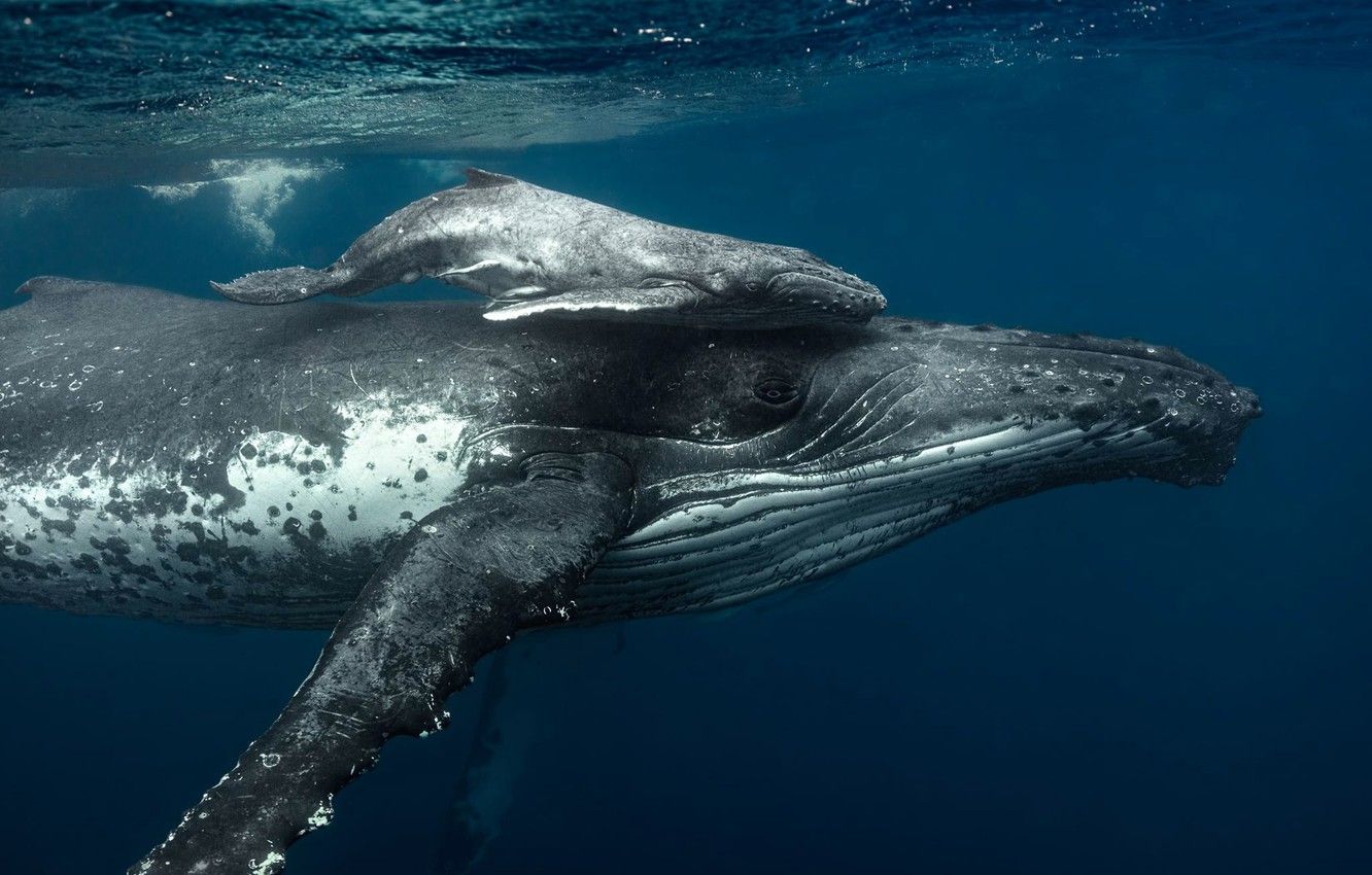 والپیپر فوق العاده قشنگ از سوار شدن نهنگ کوچک روی نهنگ بزرگ 