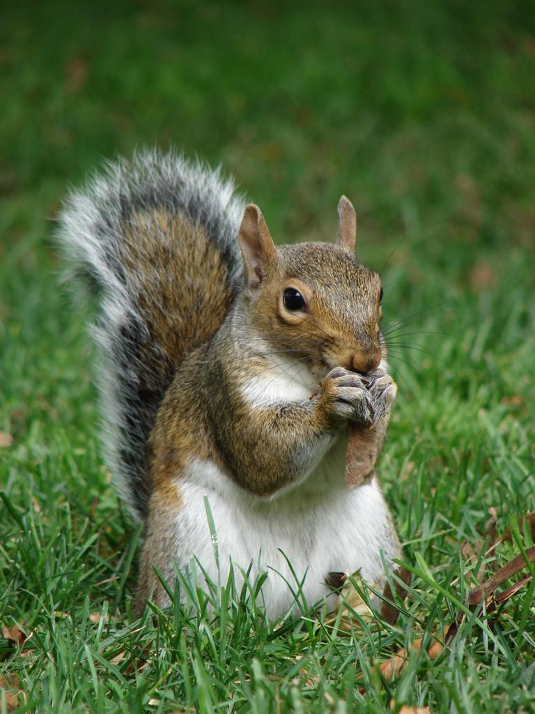 عکس استوک سنجاب یکی از زیباترین حیوانات
