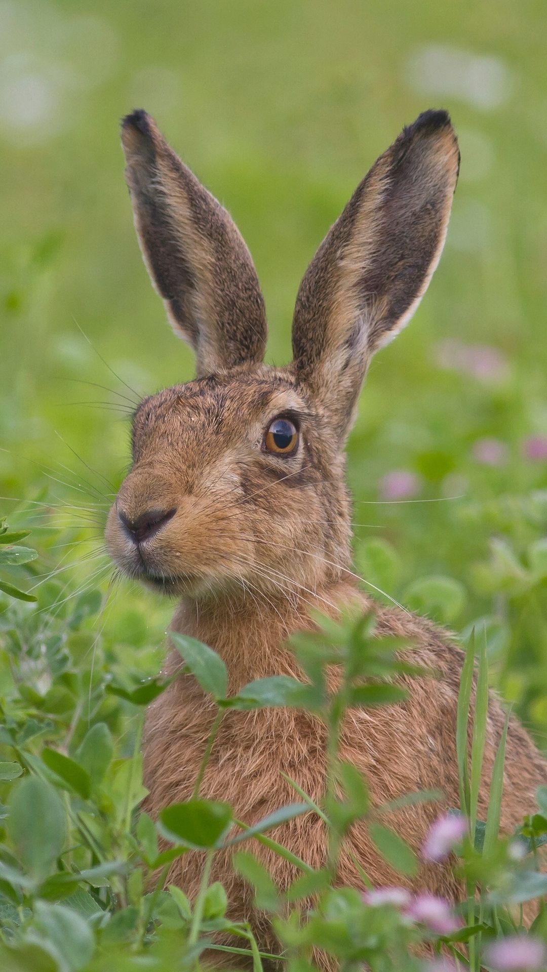 تصویری جالب و تماشایی از خرگوش وحشی غول پیکر قاره ای  