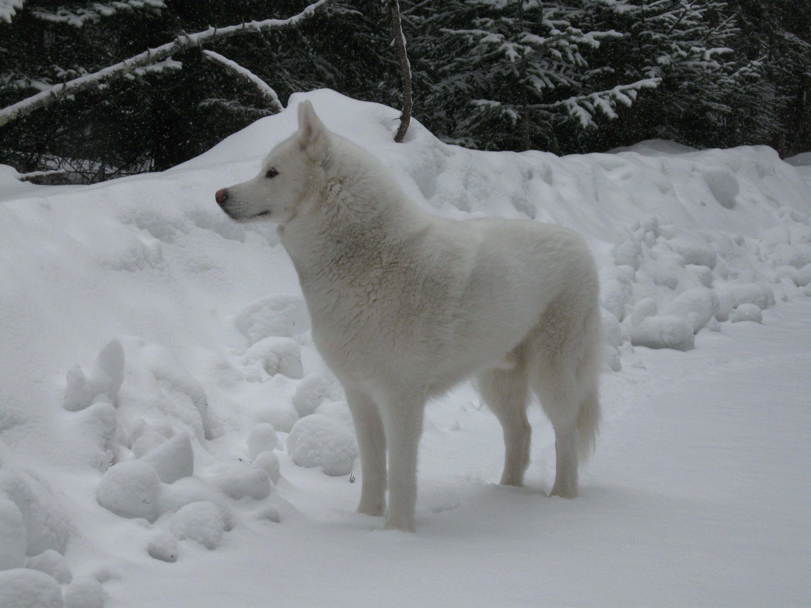  والپیپر منحصر به فرد و دیدنی از هاسکی سفید روی برف در جنگل انبوه 