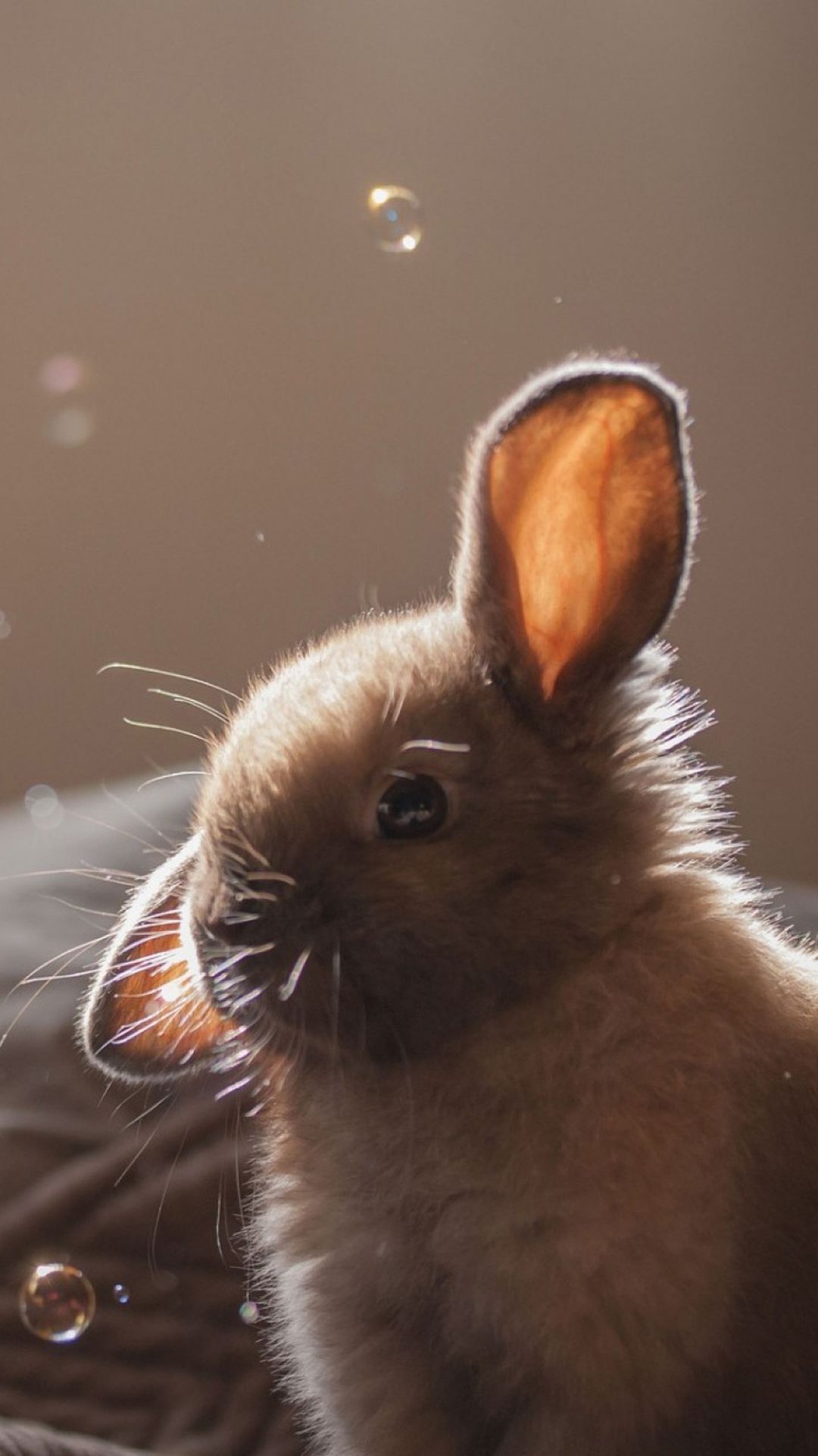 نقش و نگاری زیبا از بچه خرگوش با حباب های در اطرافش