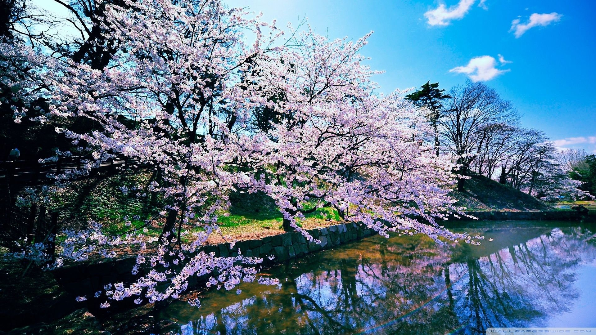 جذاب ترین وااپیپر درخت هایی با شکوفه های یاسی کنار دریاچه مخصوص دسکتاپ