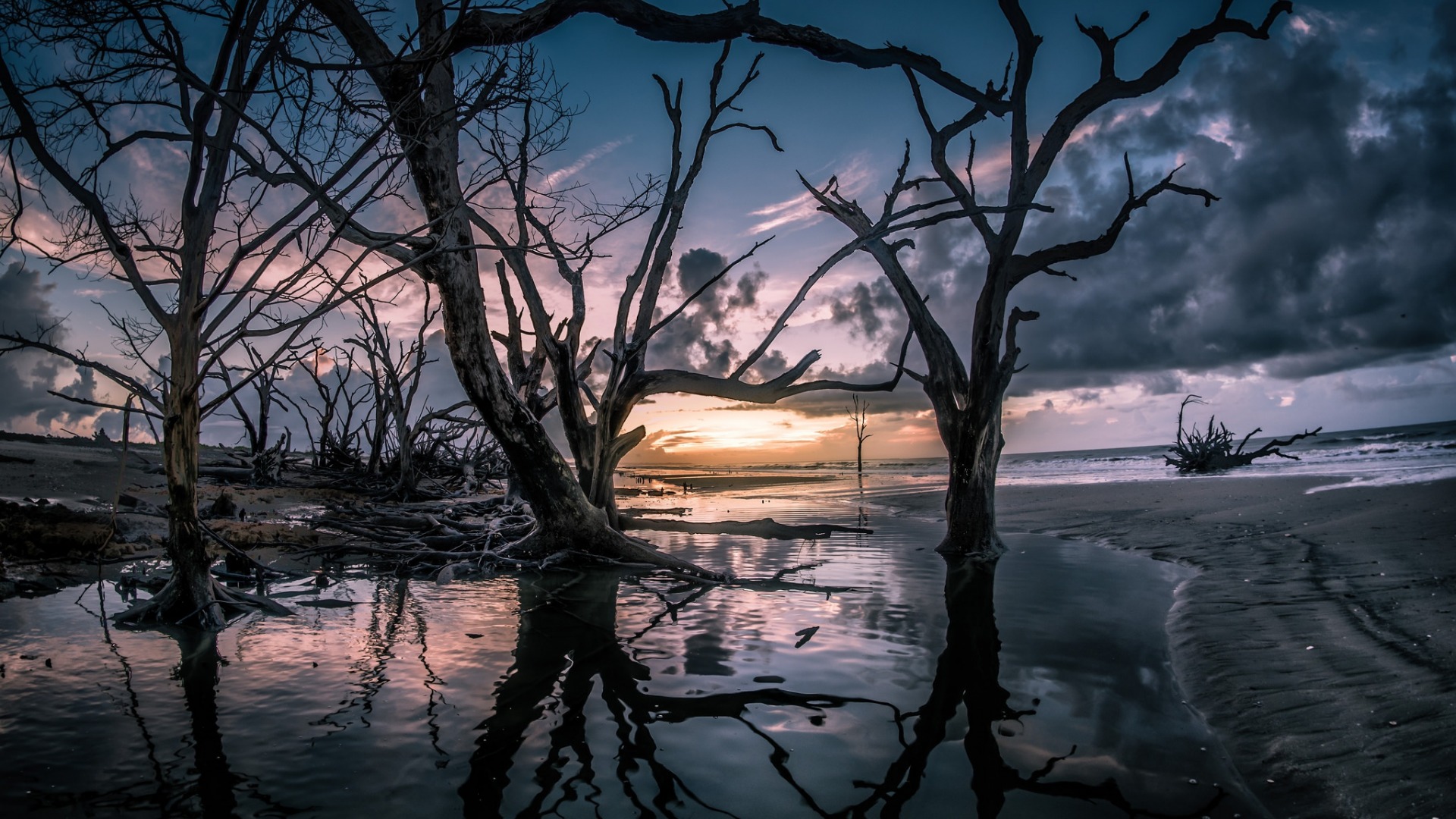 تصویر شگفت آور و جالب از درختان خشک شده وسط دریا