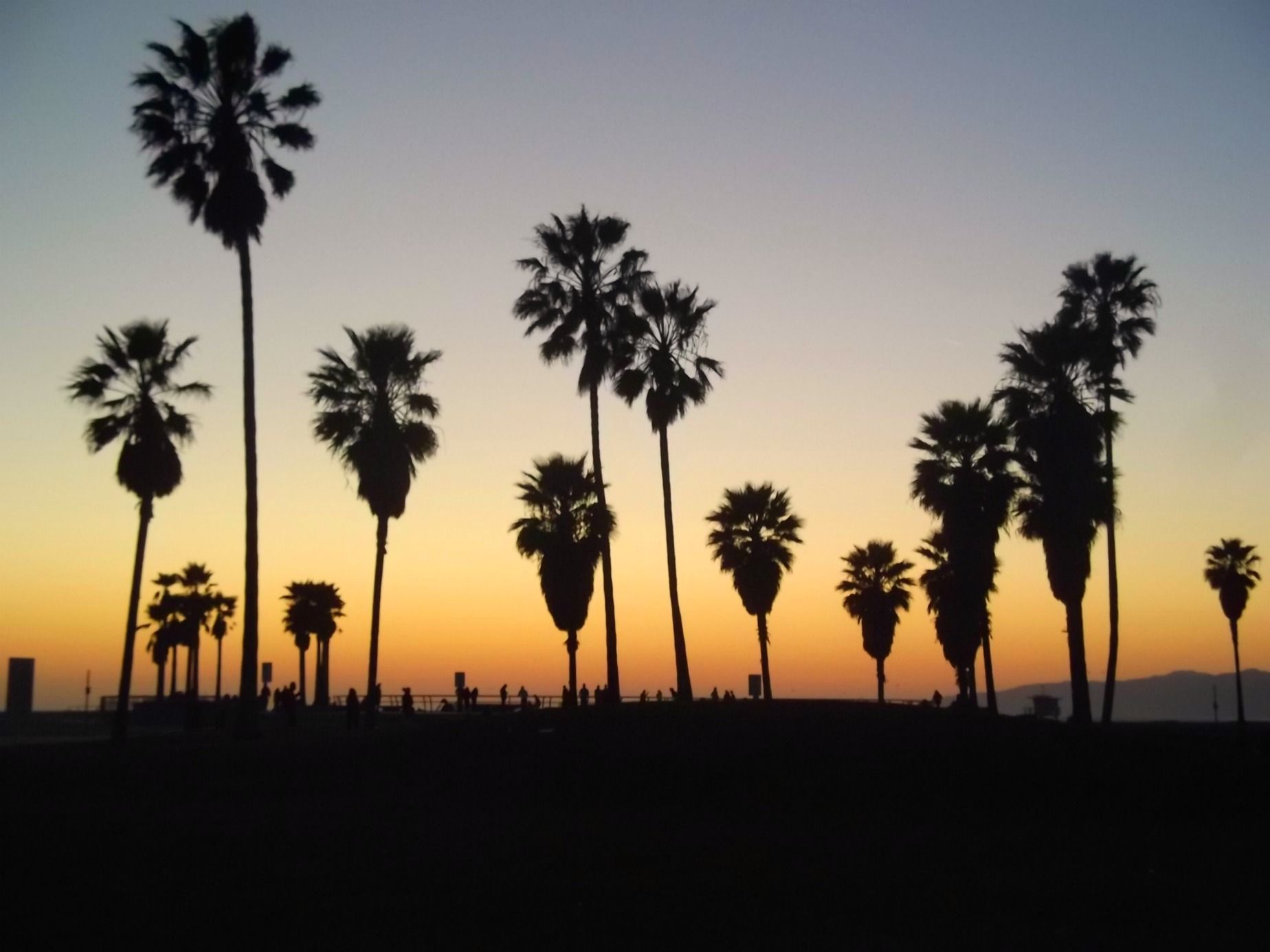 عکس از درختان کوکوس و افق غروب آفتاب در شهر لس آنجلس آمریکا