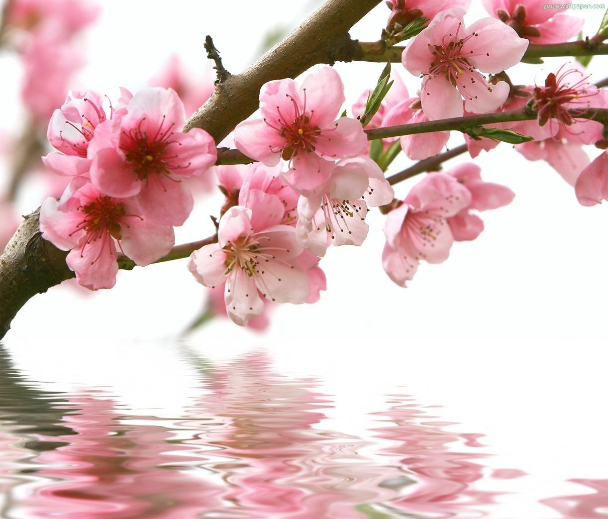 والپیپر منحصر به فرد و زیبا از شکوفه های درخت هلو با کیفیت عالی 