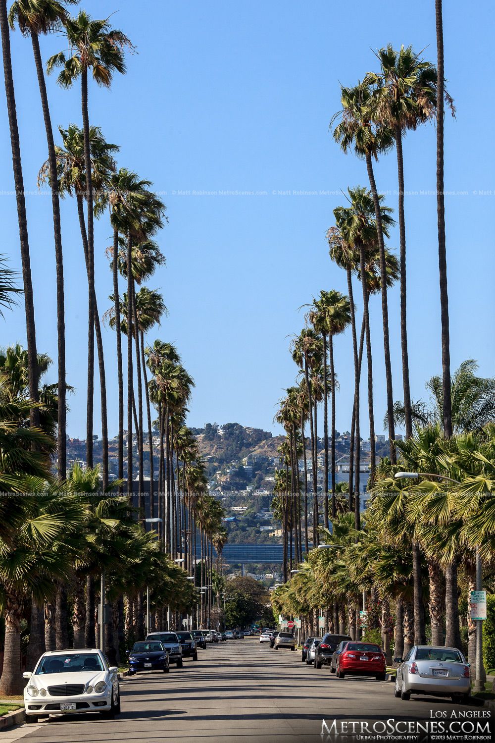عکس استوک خیابان احاطه شده با درختان نخل دم روباهی  در لس آنجلس آمریکا