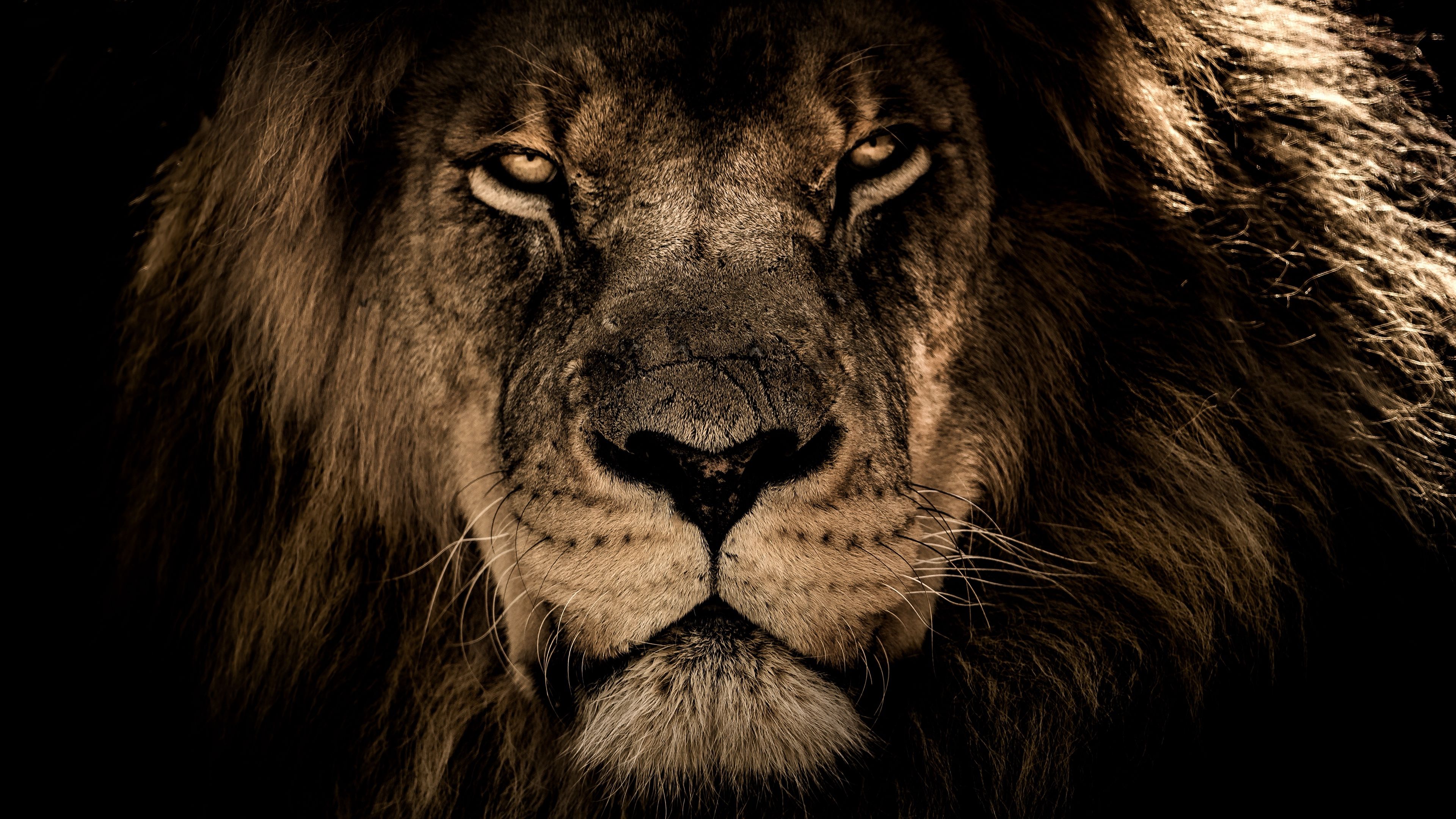 پر ابهت ترین عکس گرفته شده از شیر جنگل برای پروفایل 