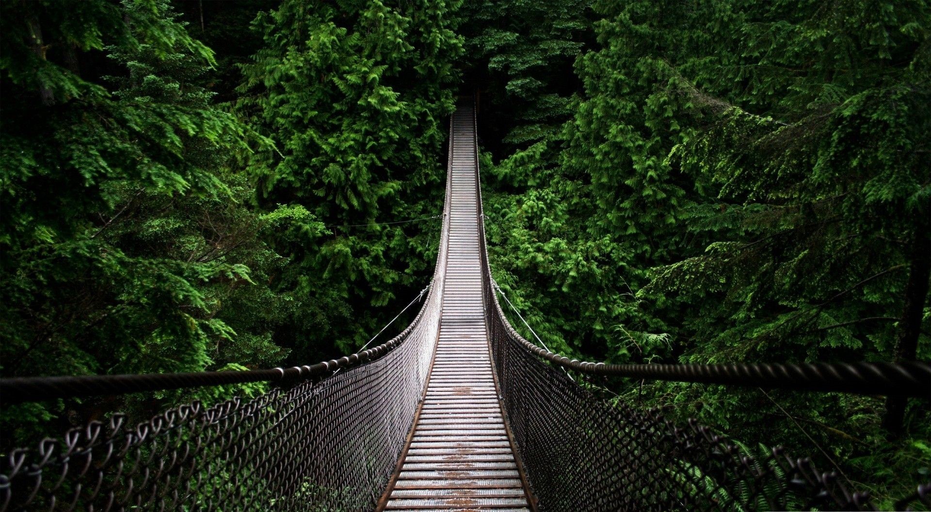 عکس پروفایل هولناک از پل معلق چوبی در مابین جنگل تاریک