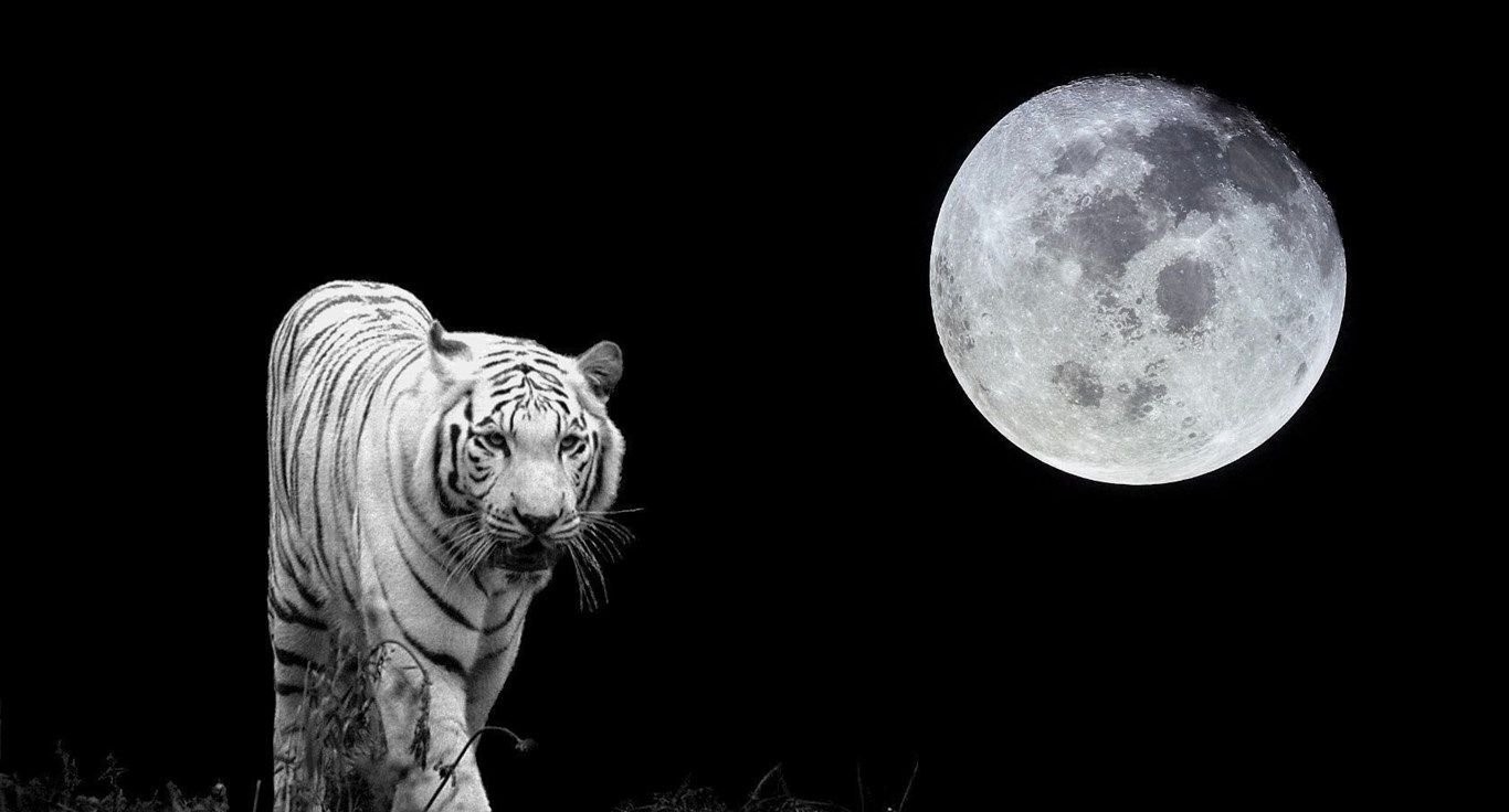 بارگیری عکس استوک از ببر خشن و در معرض انقراض در کنار ماه