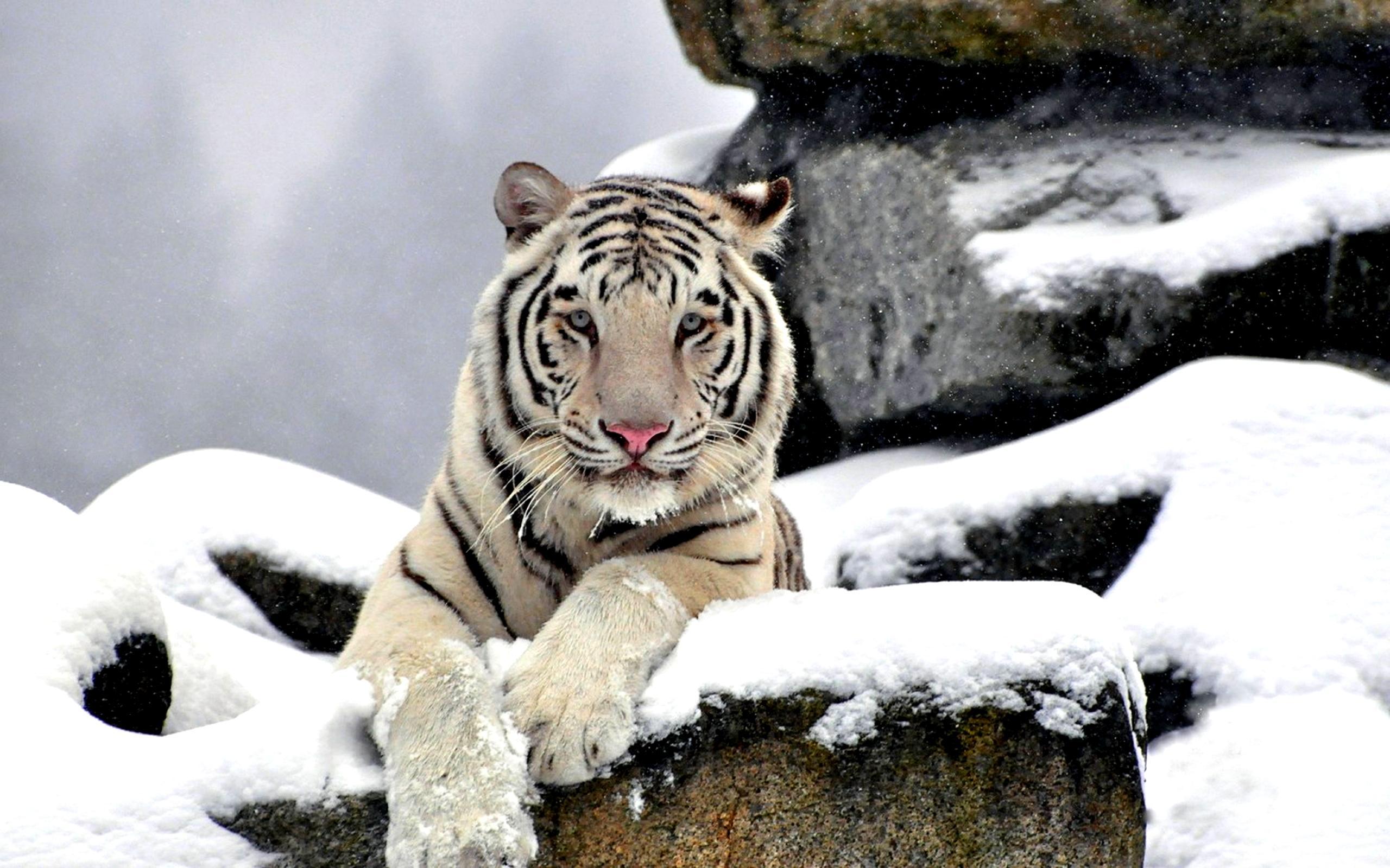 تصویر نمایه ای از حیوان درنده بنگال بر روی صخره های برفی
