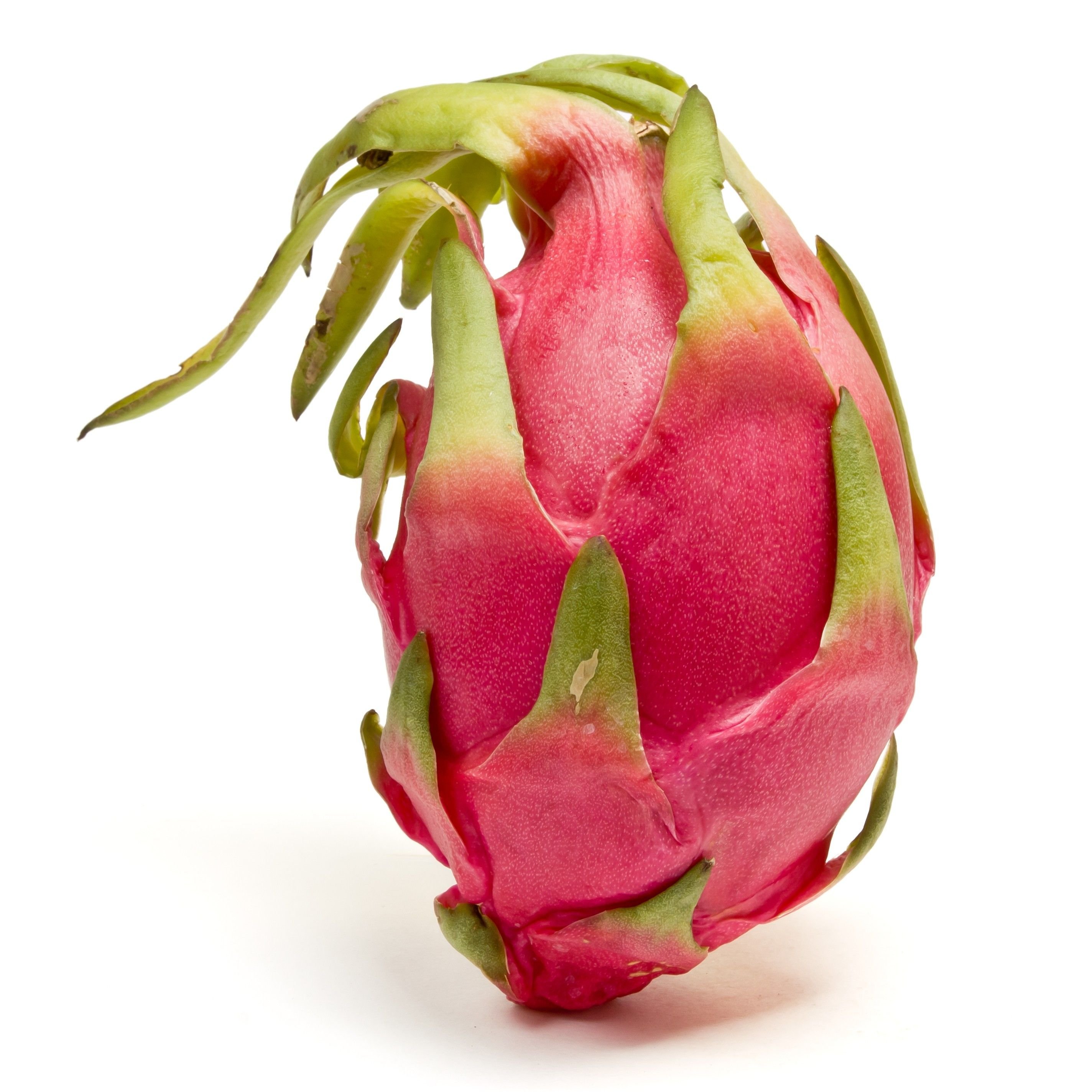 واضح ترین تصویر میوه گرمسیری پیتایا یا Pitaya با زمینه سفید رنگ