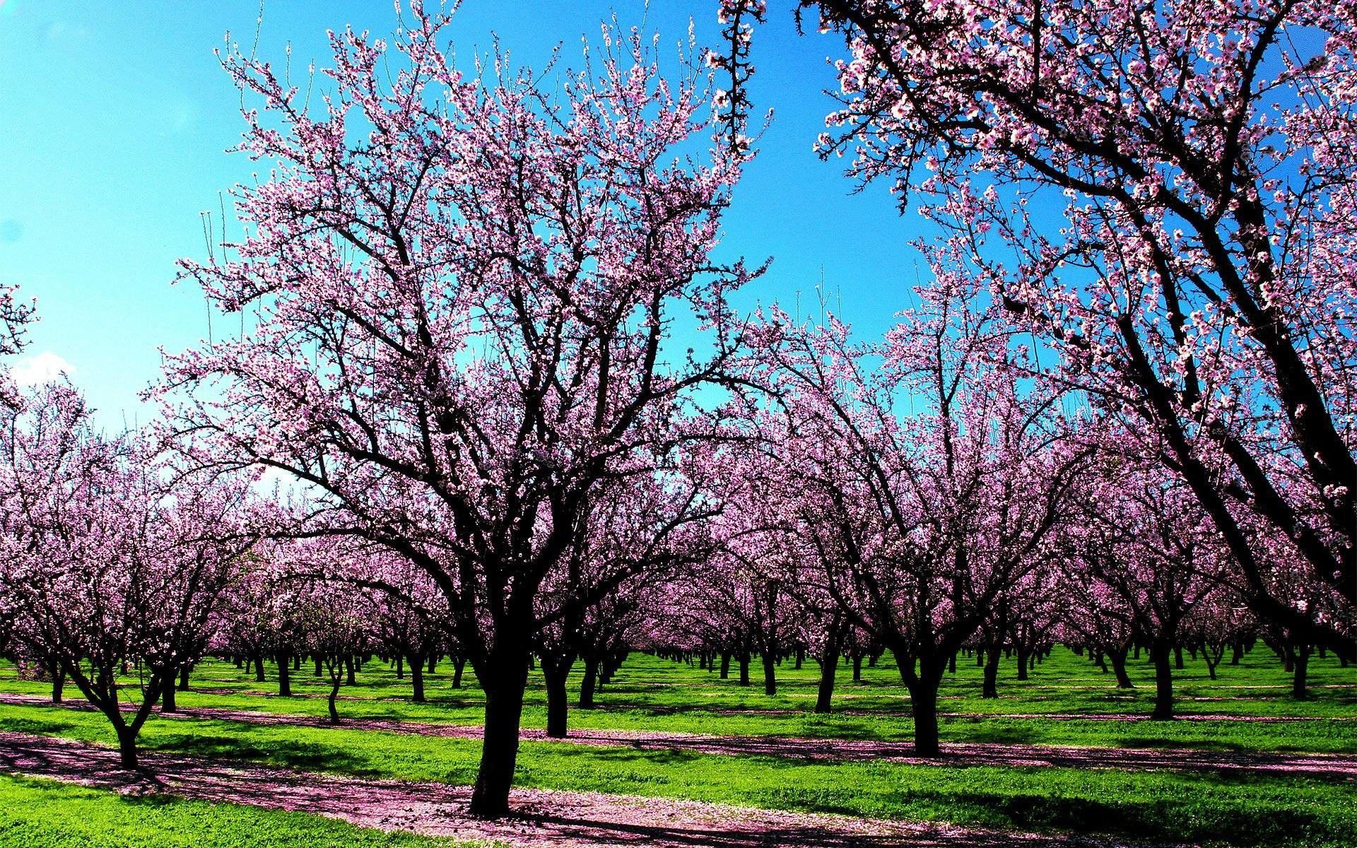 والپیپر باغی پر از درختان زیبای بهاری با شکوفه های صورتی برای دسکتاپ