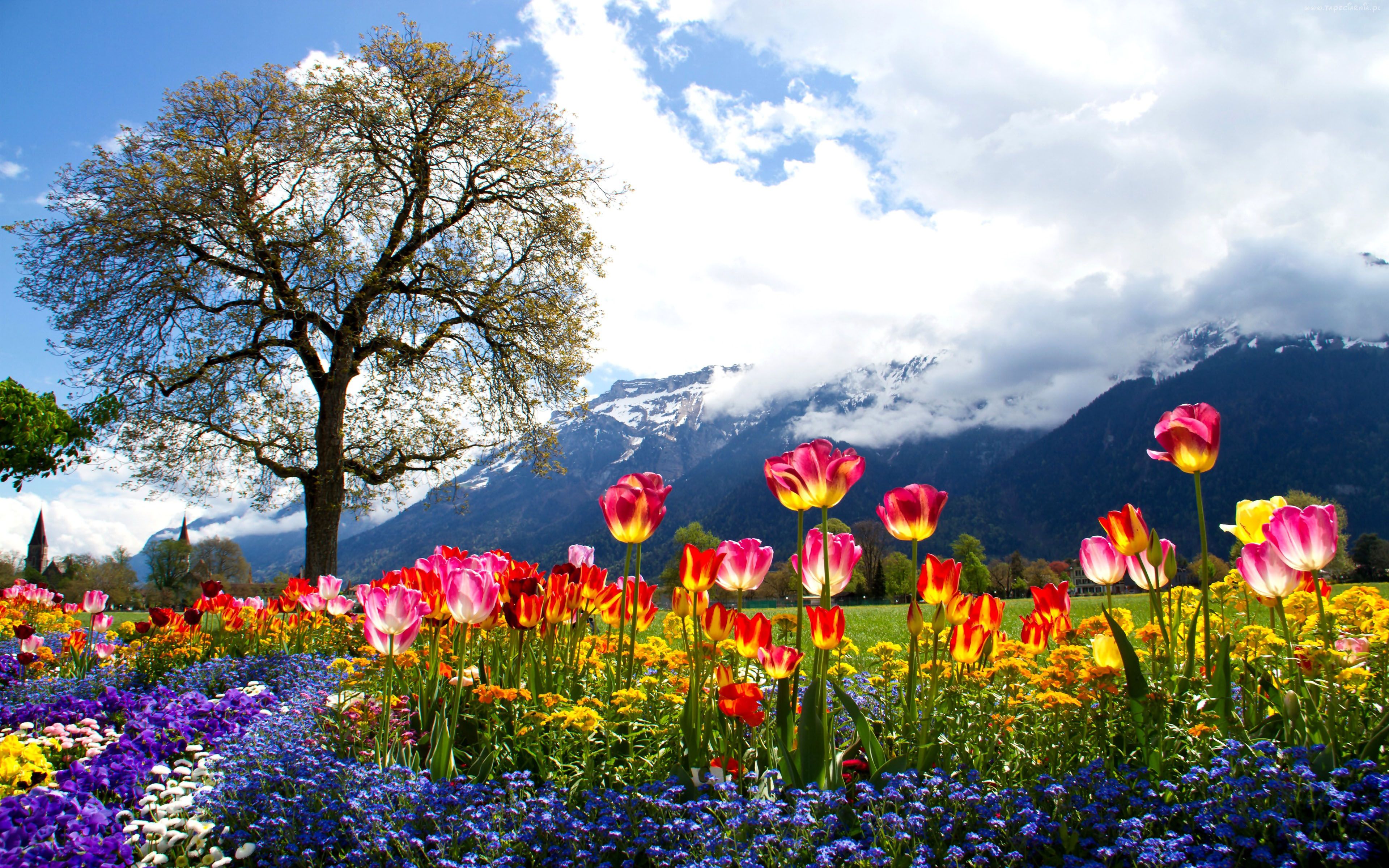عکس طبیعت رنگین و گل های متنوع و درخت سرسبز برای استوری
