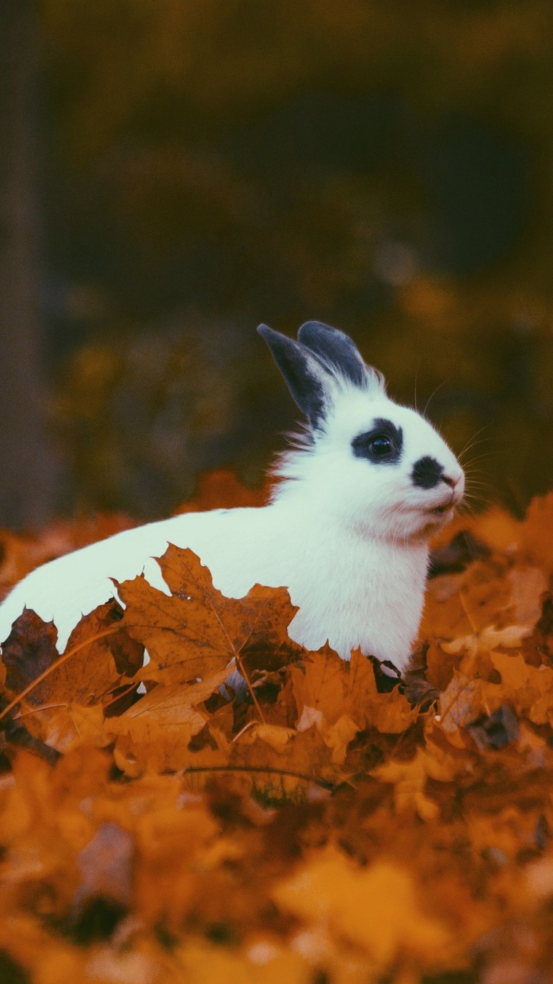 بک گراندی جذاب از خرگوش سفید خال خالی میان برگ های پاییزی