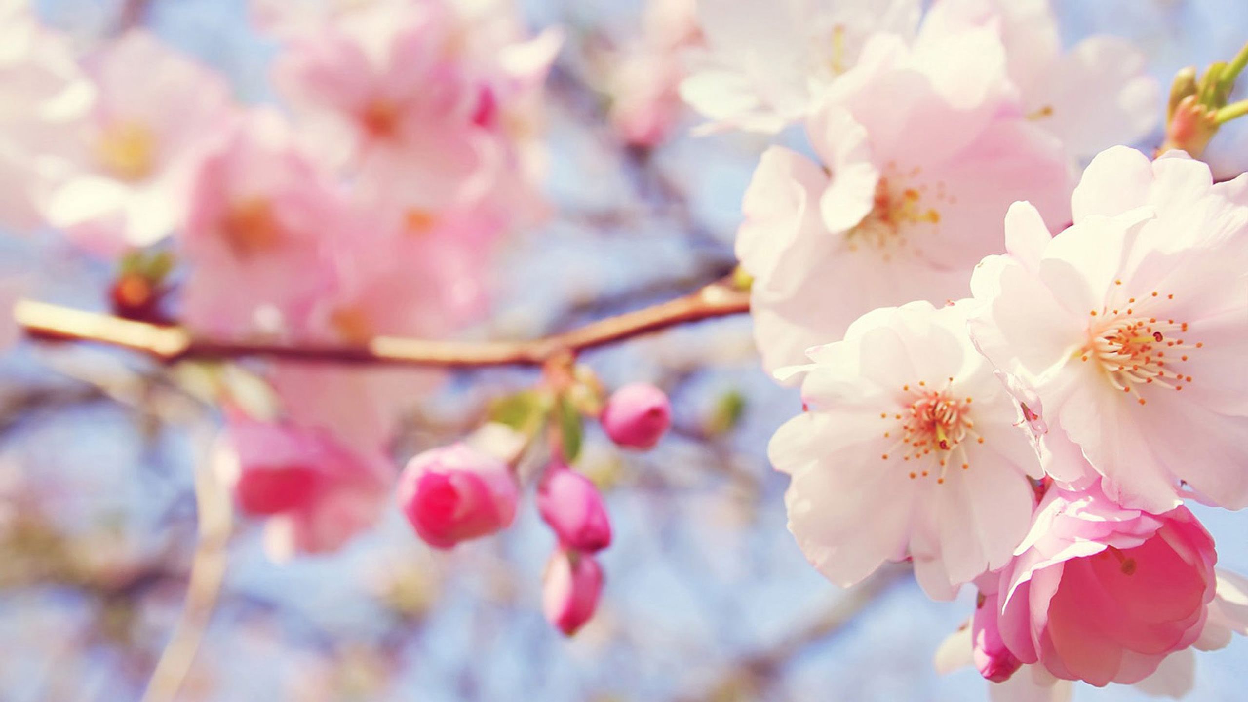 بکگراند شگفت آور و جالب از شکوفه های درخت هلو با کیفیت بالا 