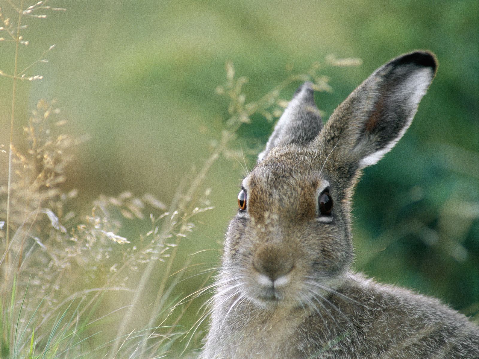 عکسی جالب با بهترین زاویه عکاسی از خرگوش وحشی