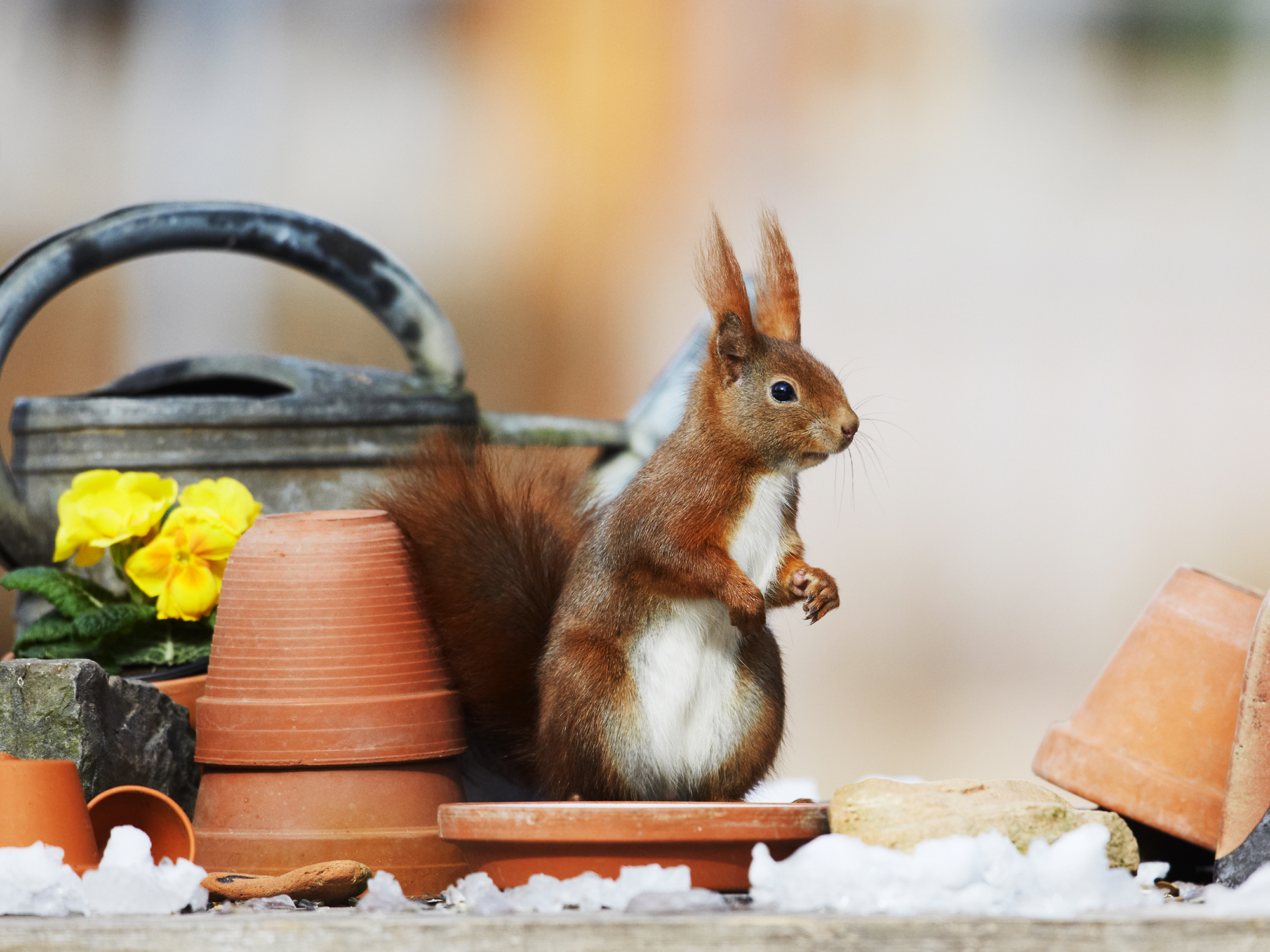 عکس پروفایل سنجاب Squirrel خوشگل و بامزه برای شاد و بله