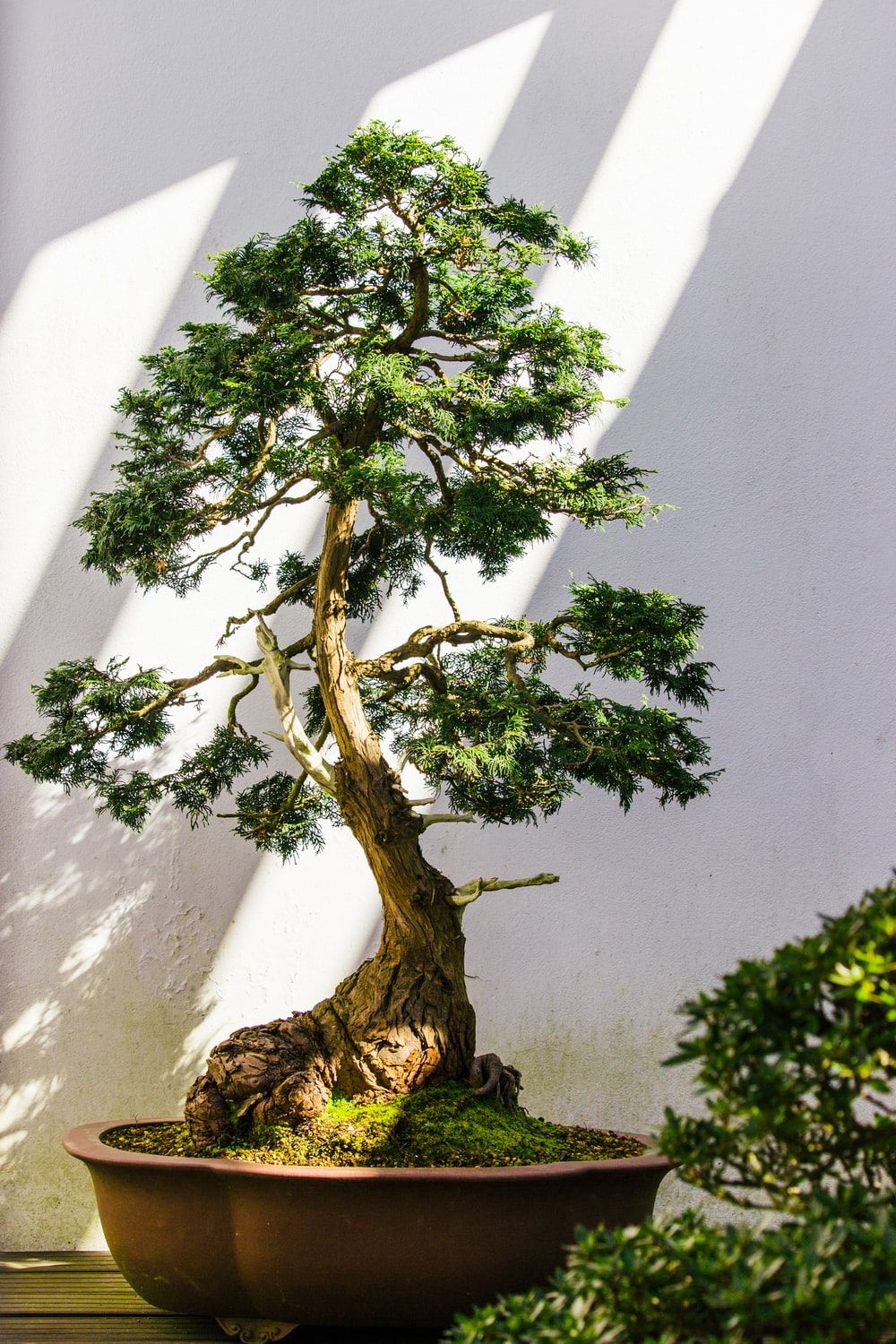  عکس زیبا و دیدنی از درخت بونسای بزرگ با کیفیت فوق العاده 