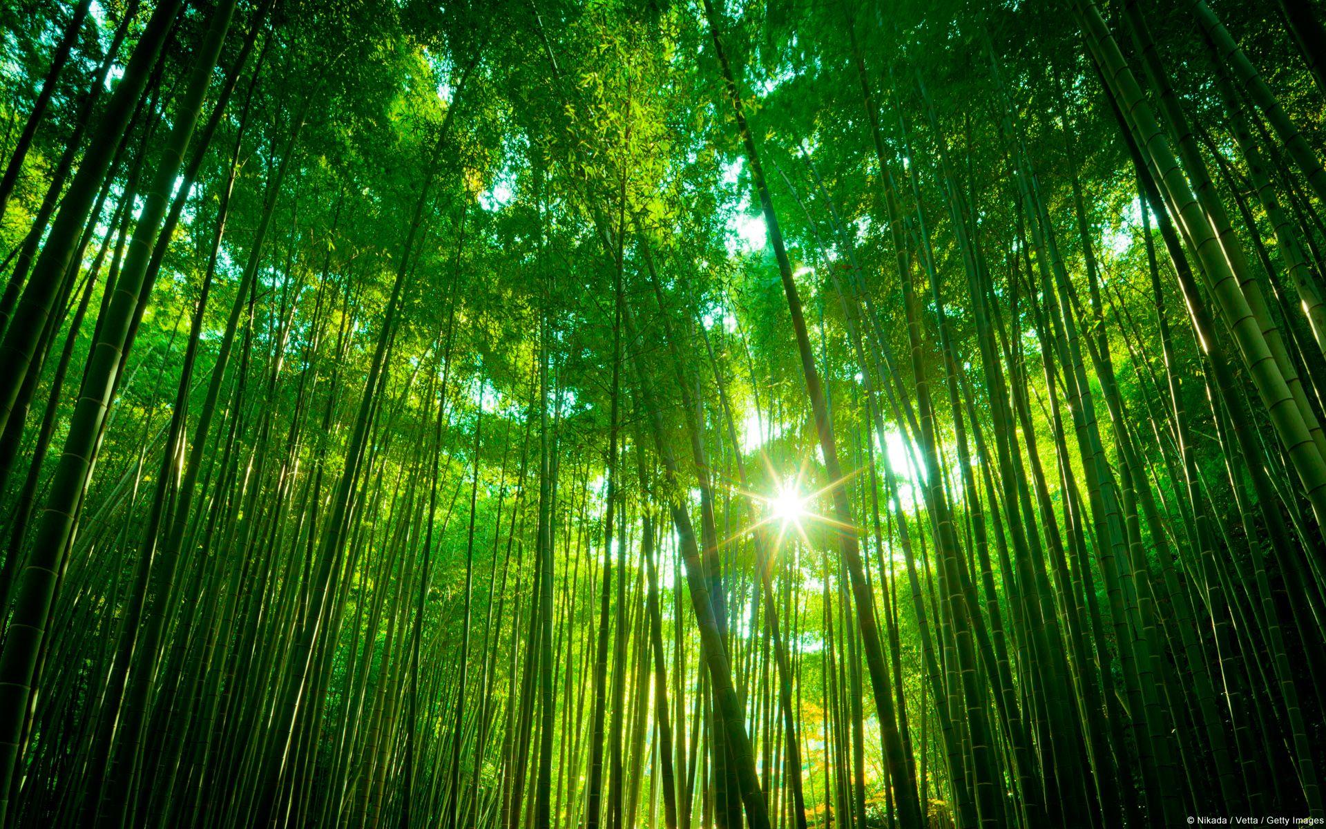 زیباترین تصویر از درختان غول پیکر بامبو در جنگل معروف چین 